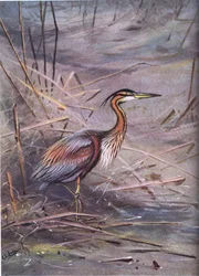 Volavka fialová (litografie)