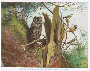 Sova pálená obletovaná malými ptáky, ilustrace z knihy "British Birds" od autorů Kirkman  Jourdain