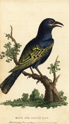 Africký špaček lesklý, druh Lamprotornis. ,1800 (rytina)
