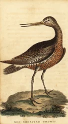 břehouš barocasý, Limosa lapponica., 1800 (rytina)