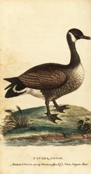 Kanadská husa, Branta canadensis., 1800 (rytina)