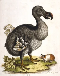 Dodo a morče, 1750