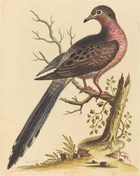 Americká Fedoa pectore ruso, 1740.