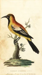 Kos žluva, Gymnomystax mexicanus. ,1800 (rytina)