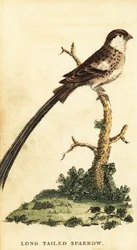 Pin-tailed Whydah, Vidua macroura., 1800 (rytina)
