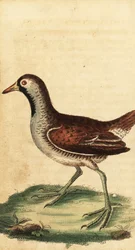 Sora, Porzana carolina. ,1800 (rytina)