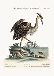 Volavka popelavá ze Severní Ameriky, 1749-73