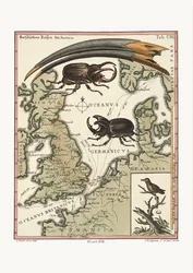 Účet ibise egyptského a kolibříka nejmenšího, 1749-73