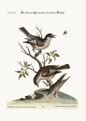 Cock Cold Finch. The Hen Cold Finch, 1749-73