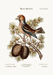 Gros-Beak nebo Haw-Finch, 1749-73
