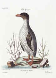 Tučňák, 1770