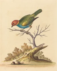 Finch rudohlavý ze Surinamu