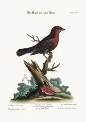 Černoprsý pták, 1749-73