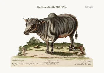 Malý indický buvol, 1749-73