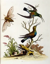 Akvarelová ilustrace z knihy vzácných ptáků od G. Edwardse z roku 1750. George Edwards (1694-1773) byl britský přírodovědec a ornitolog. Hodně cestoval po Evropě a studoval přírodopis a zejména ptáky. Získal si určité uznání