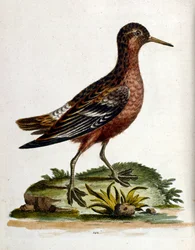 Akvarelová ilustrace z knihy vzácných ptáků od G. Edwardse z roku 1750. George Edwards (1694-1773) byl britský přírodovědec a ornitolog. Hodně cestoval po Evropě a studoval přírodopis a zejména ptáky. Získal si určité uznání