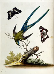 Akvarelová ilustrace z knihy vzácných ptáků od G. Edwardse z roku 1750. George Edwards (1694-1773) byl britský přírodovědec a ornitolog. Hodně cestoval po Evropě a studoval přírodopis a zejména ptáky. Získal si určité uznání