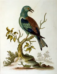 Akvarelová ilustrace z knihy vzácných ptáků od G. Edwardse z roku 1750. George Edwards (1694-1773) byl britský přírodovědec a ornitolog. Hodně cestoval po Evropě a studoval přírodopis a zejména ptáky. Získal si určité uznání