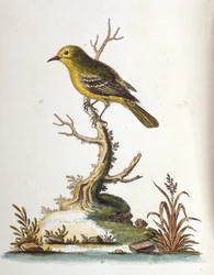 Akvarelová ilustrace z knihy vzácných ptáků od G. Edwardse z roku 1750. George Edwards (1694-1773) byl britský přírodovědec a ornitolog. Hodně cestoval po Evropě a studoval přírodopis a zejména ptáky. Získal si určité uznání