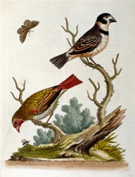 Akvarelová ilustrace z knihy vzácných ptáků od G. Edwardse z roku 1750. George Edwards (1694-1773) byl britský přírodovědec a ornitolog. Hodně cestoval po Evropě a studoval přírodopis a zejména ptáky. Získal si určité uznání