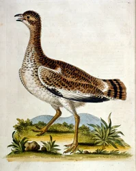 Akvarelová ilustrace z knihy vzácných ptáků od G. Edwardse z roku 1750. George Edwards (1694-1773) byl britský přírodovědec a ornitolog. Hodně cestoval po Evropě a studoval přírodopis a zejména ptáky. Získal si určité uznání