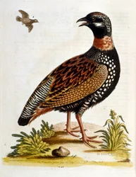 Akvarelová ilustrace z knihy vzácných ptáků od G. Edwardse z roku 1750. George Edwards (1694-1773) byl britský přírodovědec a ornitolog. Hodně cestoval po Evropě a studoval přírodopis a zejména ptáky. Získal si určité uznání