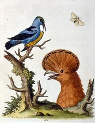 Akvarelová ilustrace z knihy vzácných ptáků od G. Edwardse z roku 1750. George Edwards (1694-1773) byl britský přírodovědec a ornitolog. Hodně cestoval po Evropě a studoval přírodopis a zejména ptáky. Získal si určité uznání