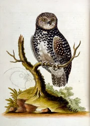 Akvarelová ilustrace z knihy vzácných ptáků od G. Edwardse z roku 1750. George Edwards (1694-1773) byl britský přírodovědec a ornitolog. Hodně cestoval po Evropě a studoval přírodopis a zejména ptáky. Získal si určité uznání