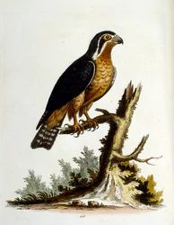 Akvarelová ilustrace z knihy vzácných ptáků od G. Edwardse z roku 1750. George Edwards (1694-1773) byl britský přírodovědec a ornitolog. Hodně cestoval po Evropě a studoval přírodopis a zejména ptáky. Získal si určité uznání