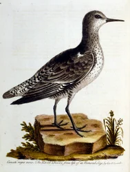 Akvarelová ilustrace z knihy vzácných ptáků od G. Edwardse z roku 1750. George Edwards (1694-1773) byl britský přírodovědec a ornitolog. Hodně cestoval po Evropě a studoval přírodopis a zejména ptáky. Získal si určité uznání