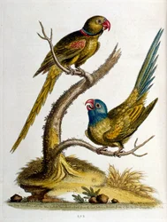 Akvarelová ilustrace z knihy vzácných ptáků od G. Edwardse z roku 1750. George Edwards (1694-1773) byl britský přírodovědec a ornitolog. Hodně cestoval po Evropě a studoval přírodopis a zejména ptáky. Získal si určité uznání