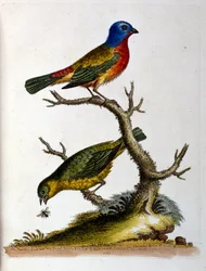 Akvarelová ilustrace z knihy vzácných ptáků od G. Edwardse z roku 1750. George Edwards (1694-1773) byl britský přírodovědec a ornitolog. Hodně cestoval po Evropě a studoval přírodopis a zejména ptáky. Získal si určité uznání