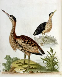 Akvarelová ilustrace z knihy vzácných ptáků od G. Edwardse z roku 1750. George Edwards (1694-1773) byl britský přírodovědec a ornitolog. Hodně cestoval po Evropě a studoval přírodopis a zejména ptáky. Získal si určité uznání