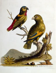 Akvarelová ilustrace z knihy vzácných ptáků od G. Edwardse z roku 1750. George Edwards (1694-1773) byl britský přírodovědec a ornitolog. Hodně cestoval po Evropě a studoval přírodopis a zejména ptáky. Získal si určité uznání