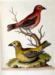 Akvarelová ilustrace z knihy vzácných ptáků od G. Edwardse z roku 1750. George Edwards (1694-1773) byl britský přírodovědec a ornitolog. Hodně cestoval po Evropě a studoval přírodopis a zejména ptáky. Získal si určité uznání