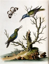 Akvarelová ilustrace z knihy vzácných ptáků od G. Edwardse z roku 1750. George Edwards (1694-1773) byl britský přírodovědec a ornitolog. Hodně cestoval po Evropě a studoval přírodopis a zejména ptáky. Získal si určité uznání
