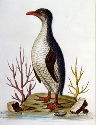 Akvarelová ilustrace z knihy vzácných ptáků od G. Edwardse z roku 1750. George Edwards (1694-1773) byl britský přírodovědec a ornitolog. Hodně cestoval po Evropě a studoval přírodopis a zejména ptáky. Získal si určité uznání