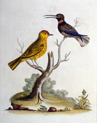Akvarelová ilustrace z knihy vzácných ptáků od G. Edwardse z roku 1750. George Edwards (1694-1773) byl britský přírodovědec a ornitolog. Hodně cestoval po Evropě a studoval přírodopis a zejména ptáky. Získal si určité uznání