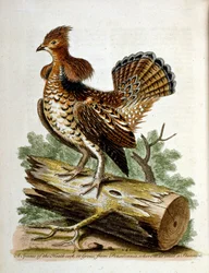 Akvarelová ilustrace z knihy vzácných ptáků od G. Edwardse z roku 1750. George Edwards (1694-1773) byl britský přírodovědec a ornitolog. Hodně cestoval po Evropě a studoval přírodopis a zejména ptáky. Získal si určité uznání