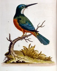 Akvarelová ilustrace z knihy vzácných ptáků od G. Edwardse z roku 1750. George Edwards (1694-1773) byl britský přírodovědec a ornitolog. Hodně cestoval po Evropě a studoval přírodopis a zejména ptáky. Získal si určité uznání