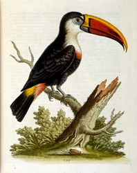 Akvarelová ilustrace z knihy vzácných ptáků od G. Edwardse z roku 1750. George Edwards (1694-1773) byl britský přírodovědec a ornitolog. Hodně cestoval po Evropě a studoval přírodopis a zejména ptáky. Získal si určité uznání