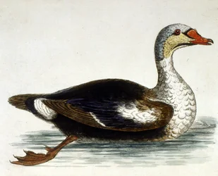 Akvarelová ilustrace z knihy vzácných ptáků od G. Edwardse z roku 1750. George Edwards (1694-1773) byl britský přírodovědec a ornitolog. Hodně cestoval po Evropě a studoval přírodopis a zejména ptáky. Získal si určité uznání