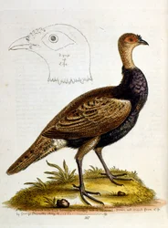 Akvarelová ilustrace z knihy vzácných ptáků od G. Edwardse z roku 1750. George Edwards (1694-1773) byl britský přírodovědec a ornitolog. Hodně cestoval po Evropě a studoval přírodopis a zejména ptáky. Získal si určité uznání