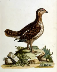 Akvarelová ilustrace z knihy vzácných ptáků od G. Edwardse z roku 1750. George Edwards (1694-1773) byl britský přírodovědec a ornitolog. Hodně cestoval po Evropě a studoval přírodopis a zejména ptáky. Získal si určité uznání