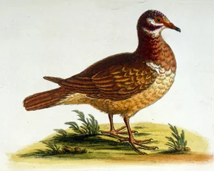 Akvarelová ilustrace z knihy vzácných ptáků od G. Edwardse z roku 1750. George Edwards (1694-1773) byl britský přírodovědec a ornitolog. Hodně cestoval po Evropě a studoval přírodopis a zejména ptáky. Získal si určité uznání