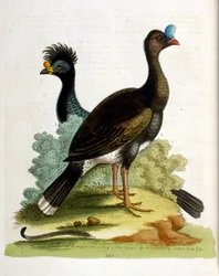 Akvarelová ilustrace z knihy vzácných ptáků od G. Edwardse z roku 1750. George Edwards (1694-1773) byl britský přírodovědec a ornitolog. Hodně cestoval po Evropě a studoval přírodopis a zejména ptáky. Získal si určité uznání
