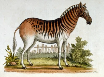 Akvarelová ilustrace zebry z knihy vzácných ptáků od G. Edwardse z roku 1750. George Edwards (1694-1773) byl britský přírodovědec a ornitolog. Hodně cestoval po Evropě a studoval přírodopis a zejména ptáky. Získal několik