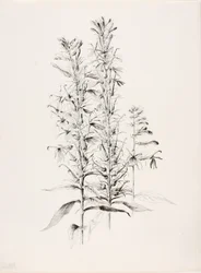 Bez názvu (Květ kardinála, Lobelia Cardinalis)