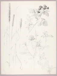 Bez názvu (Cattails, Clover, and Blackberries)
