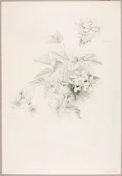 Bez názvu (Dewberry and Blackberry)